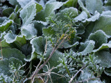 _A260011 Morning Frost
