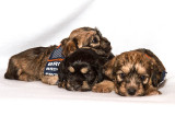 Four Week Old Dandie Dinmont Puppies