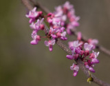 P4110150 Redbud Blossoms