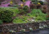 _1110641 Candytuft Volunteers