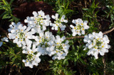 P4200231 Candytuft