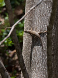 P4200279 First Lizard Sighting