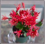 _1110652 New Easter Cactus Rhipsalidopsis