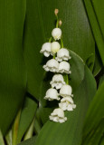 _MG_0202 Lily of the Valley