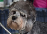 SIL30019 Trixie 