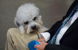 SIL30079 Dandie lust