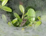 _MG_7887 Funnel Spider