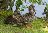 SIL80038 Mama Mallard and Ducklings