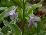 P5310160 Early Hosta Bloom