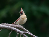 _MG_7920 Female Cardinal