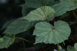 _MG_7929 Hardy Begonia