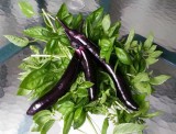 how fast eggplant grew
