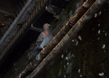 SIL50104 Pigeon in Passageway