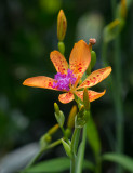 SIL90086 A Blackberry Lily (Belamcanda) Sport?