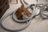 SIL80023 Stalking in the Vacuum Jungle