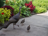 _MG_0538 Young Turkey Family