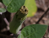 P8140171 Moonflower will unfurl tonight