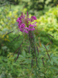 P8190181 Cleome - generous giver