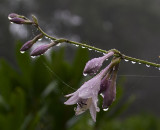 P9050008 Hosta after the rain