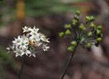 P9050037 Bug on Blooming Garlic Chive