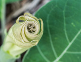 P1000125 Furled Datura