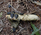 P1000248 These American Carrion Beetles scattered when I approached