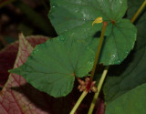 _MG_0712 Hardy Begonia Bulbils