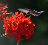 _MG_8065 Hungry Hummer