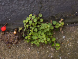 DSCF8941 Volunteer Oregano for Mary Hamilton