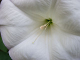 _1120224 Moonflower 