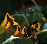 _A130142 Begonia Seed Pods