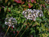 20141026_103936 garlic chive seed heads