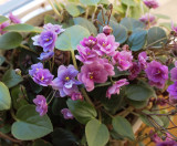 P1180324 Unusual Trailing Bi-Color African Violet