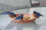 IMG_8198 Pretty Male Bluebird Trio