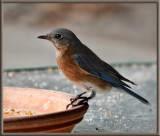 P1040289 Mrs. Bluebird Looking for Some Dried Mealworms