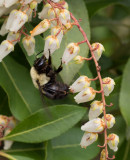 P4030034 Bee on Pieris