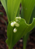 P4140050 Lily of the Valley
