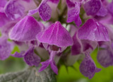 P4140063 lamium maculatum
