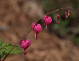 P1040788 Bleeding Hearts