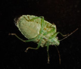 _MG_8235 Stink Bug on My Window