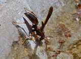 IMG_8600 Paper Wasp Drinking