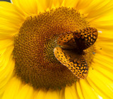 IMG_8697 Great Spangled Fritillary on Sunflower