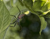 Rostrom - Assassin Bugs Stinger