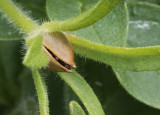 Wave Petunia Seedpod