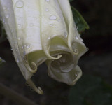 _MG_8289 Unfurling Moonflower