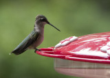 P1060189 Regal hummingbird