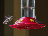 SIL70099 Anticipation at Pisgah National Forest Ranger Station Feeder