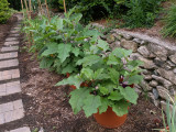 Eggplant plants are pretty and prolific....