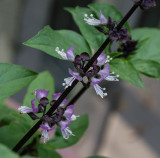 P1130267 Thai Basil
