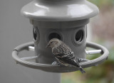 P1070613 First female pine siskin (with sunflower seed)